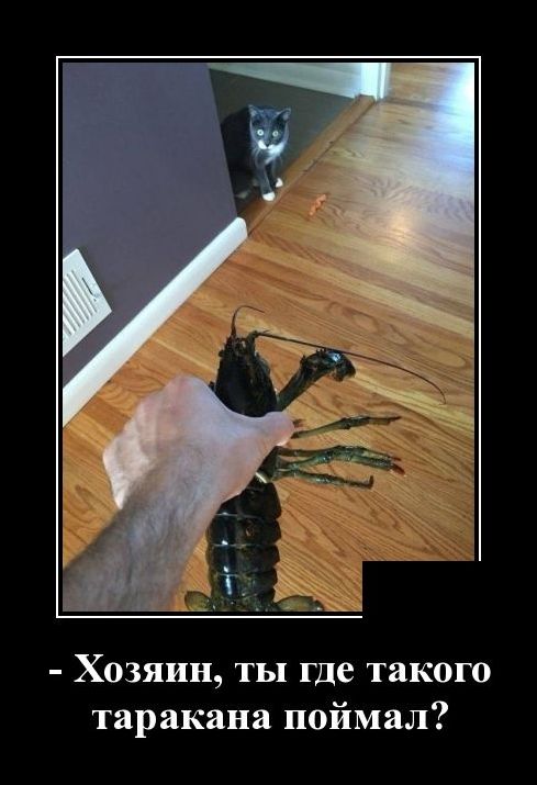 демотиватор