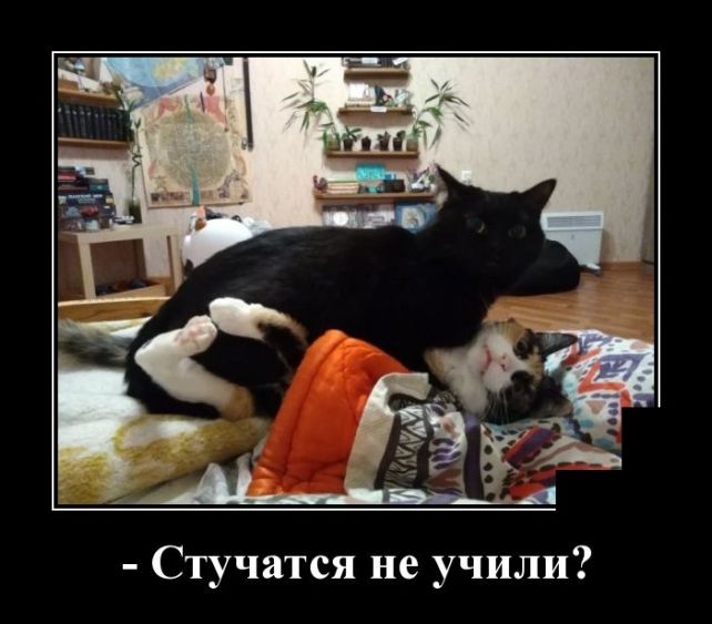 демотиватор