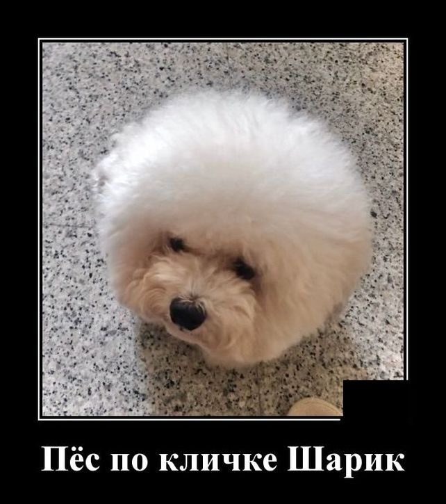 демотиватор