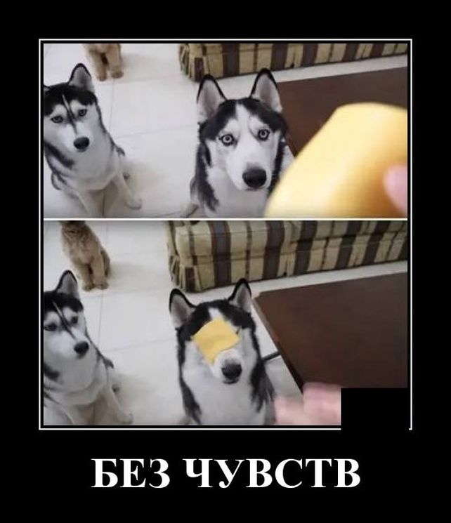 демотиватор