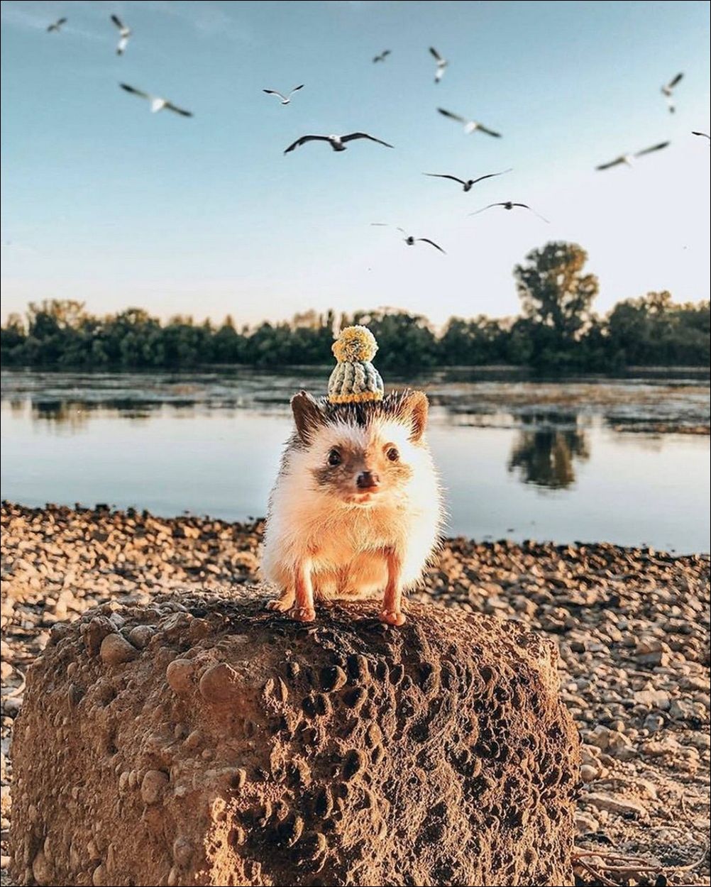 фото приколы