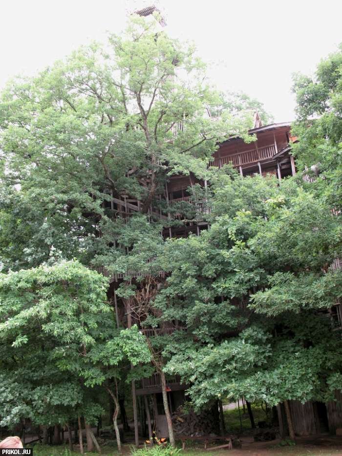 97-feet-treehouse-21