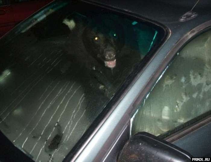 bear-in-the-car-01