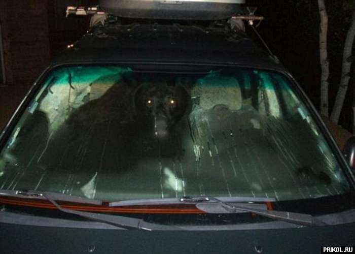 bear-in-the-car-02