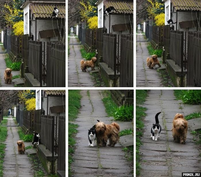 cat-and-dog-friends-01