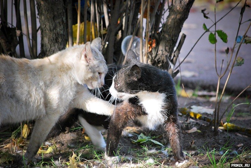 cat-fight-25
