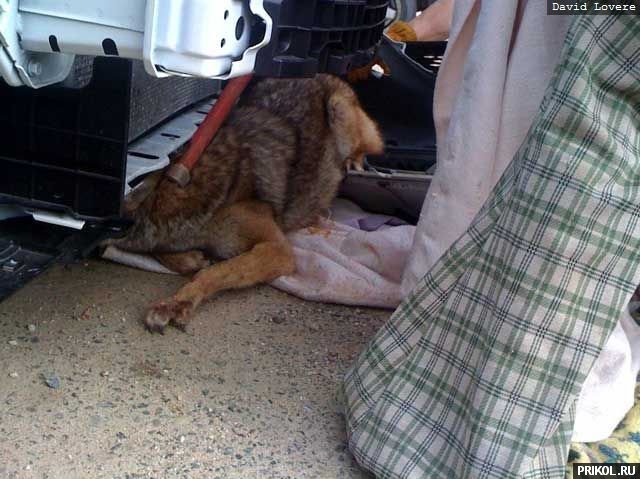 coyote-in-car-05