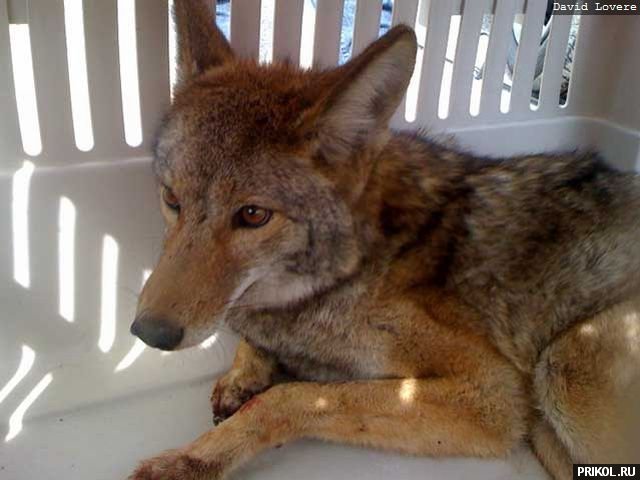 coyote-in-car-06