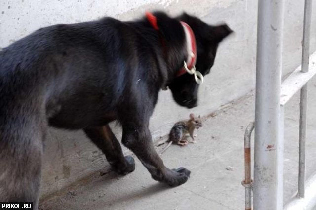 dog-and-mouse-11