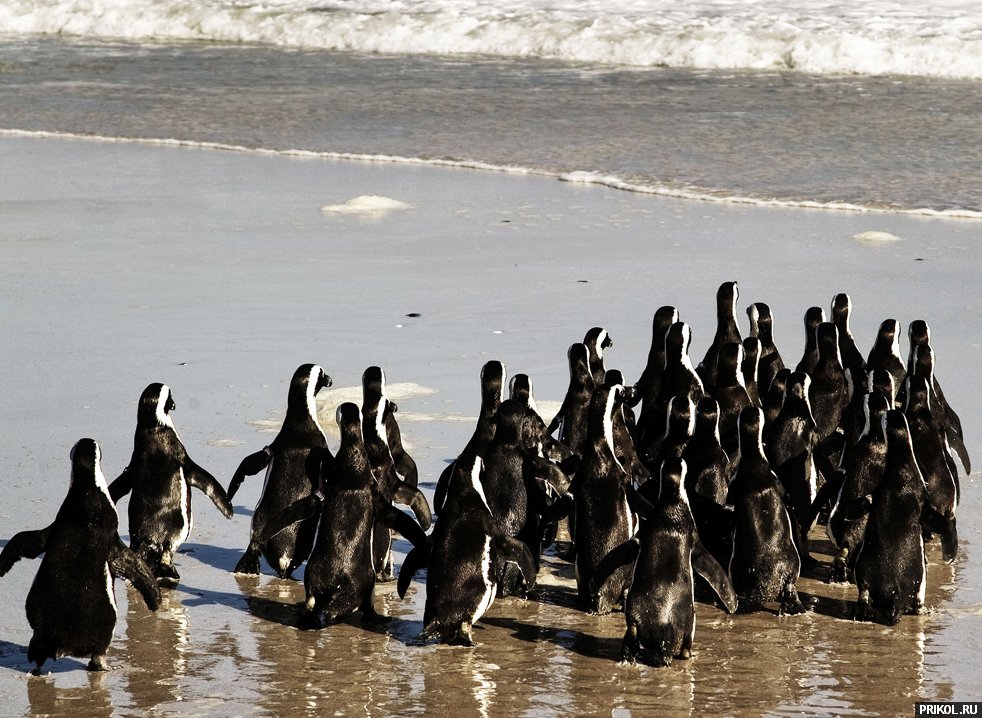 penguins-11