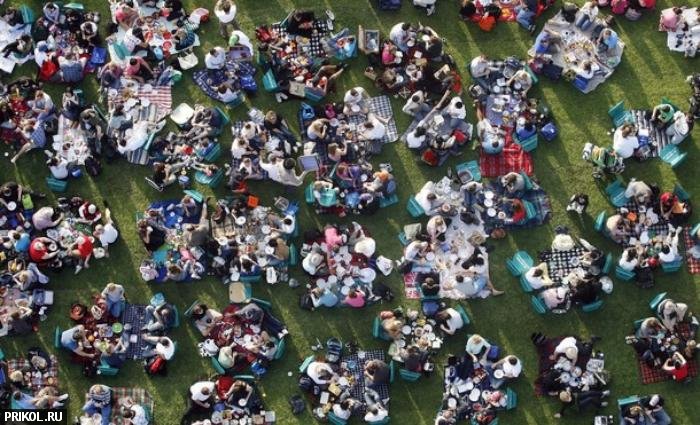 sydney-harbour-bridge-picnic-11