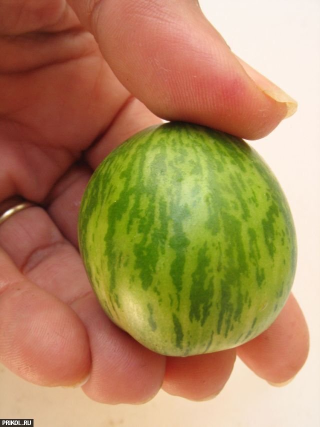 tiny-watermelon-01