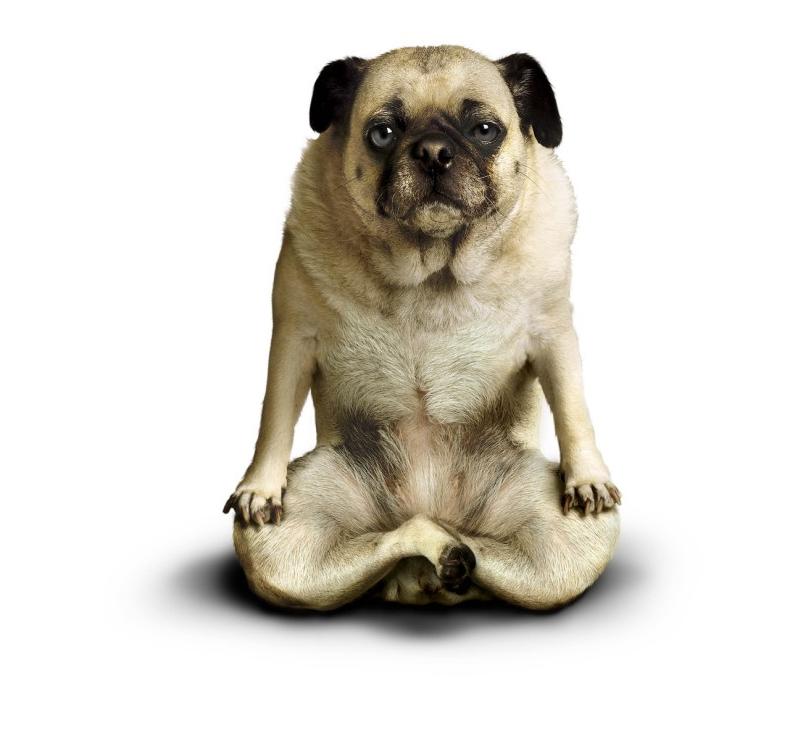 yoga-dogs-12