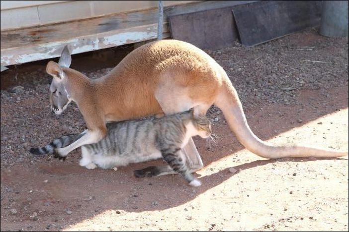 Животные без яиц. Гениталии самца кенгуру.