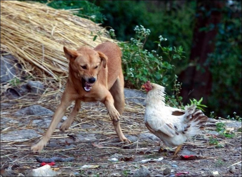 Храбрая курица, цыпленок и собака