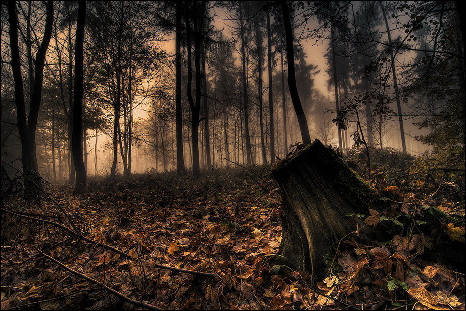 Все краски осени