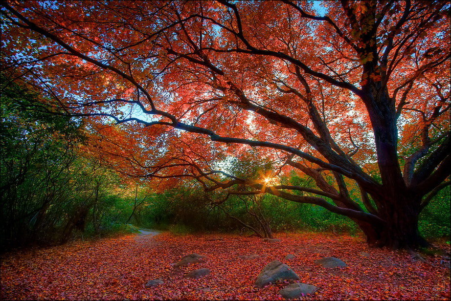 Все краски осени