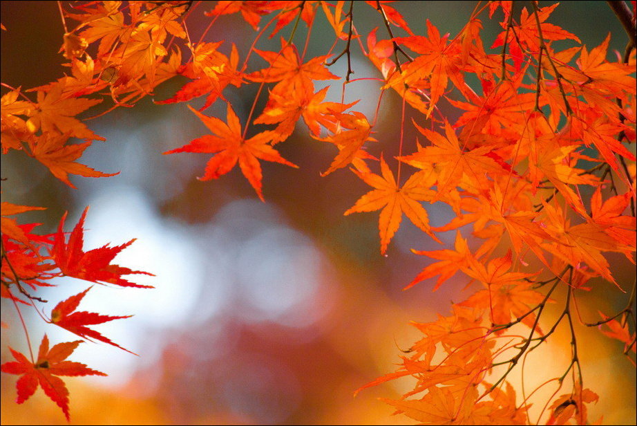 Все краски осени