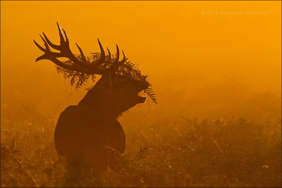 Все краски осени
