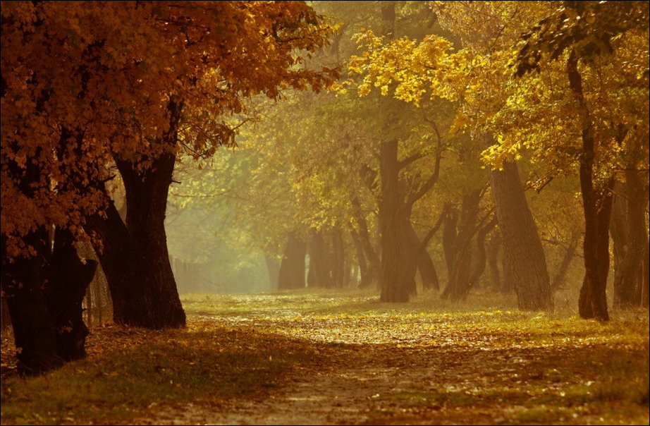 Все краски осени