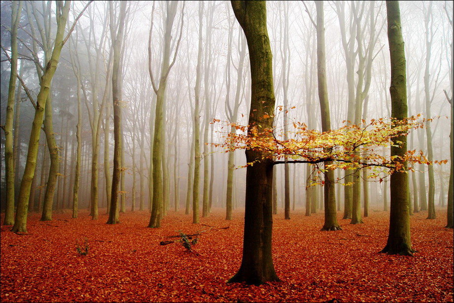 Все краски осени