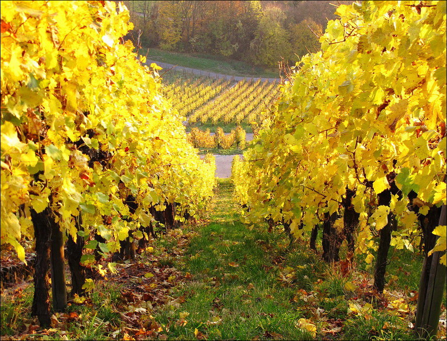 Все краски осени