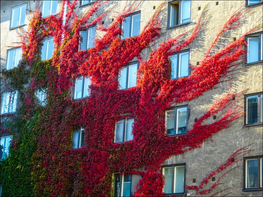 Все краски осени