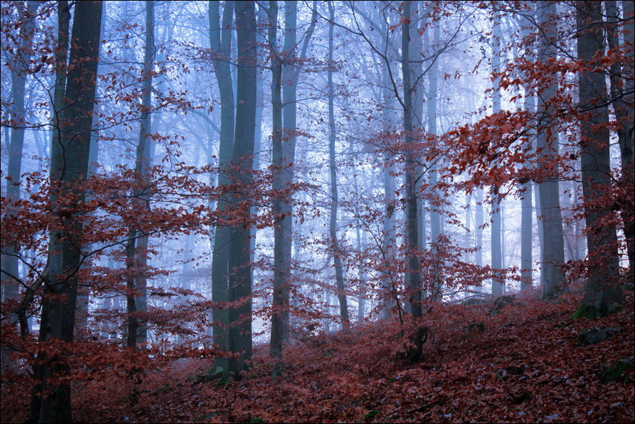 Все краски осени