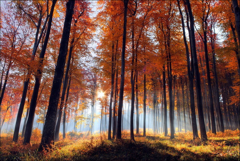 Все краски осени