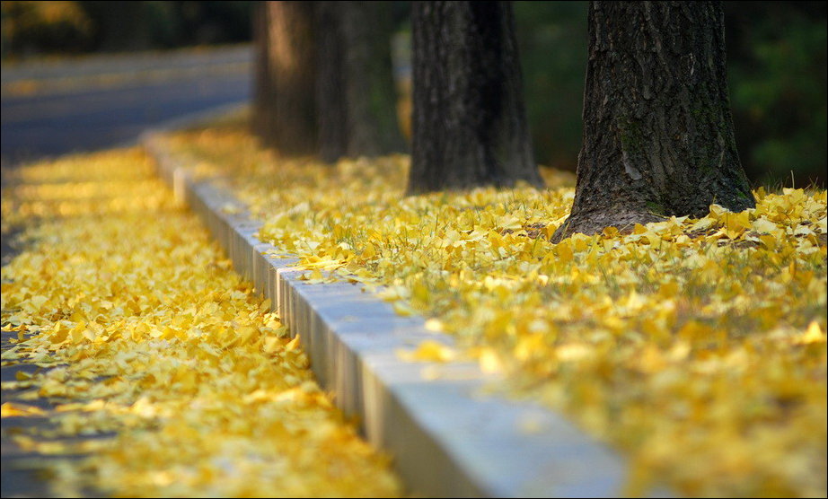 Все краски осени