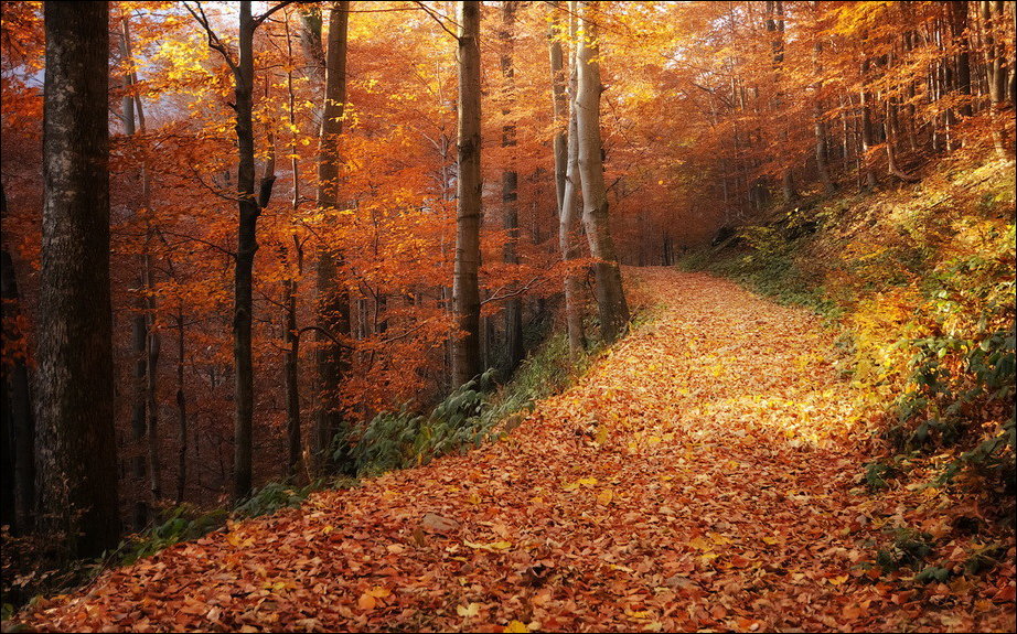 Все краски осени