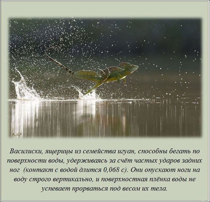 Интересные факты