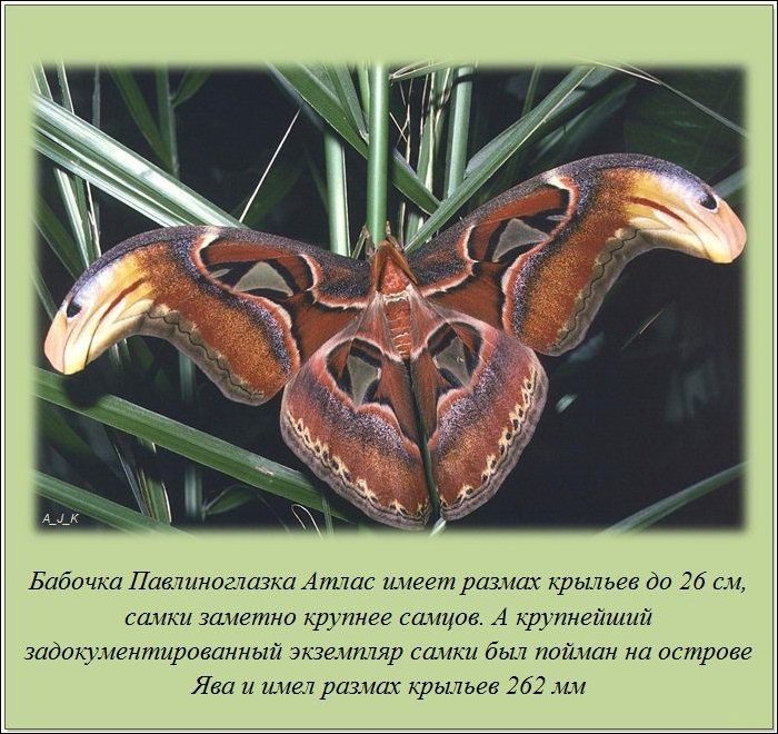 Интересные факты о разном