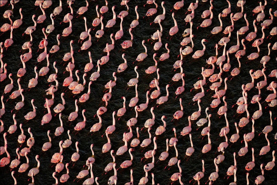 Миллион фламинго