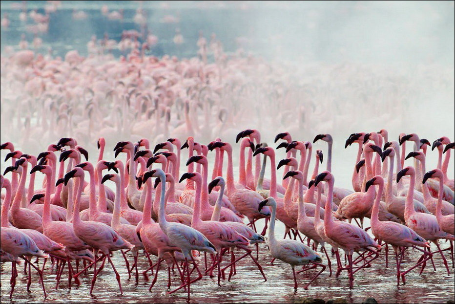 Миллион фламинго