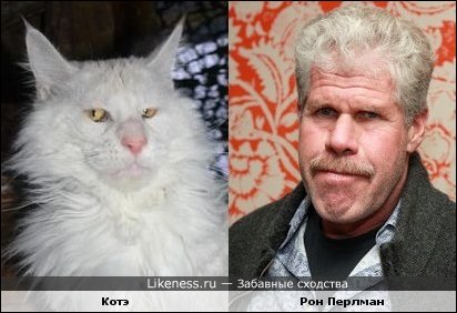 Забавные сходства