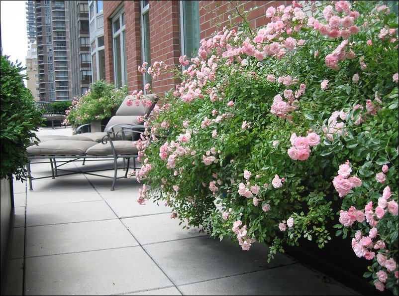 Что скрывают крыши