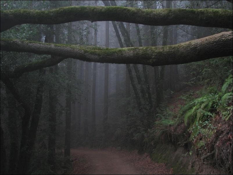 Пугающий лес