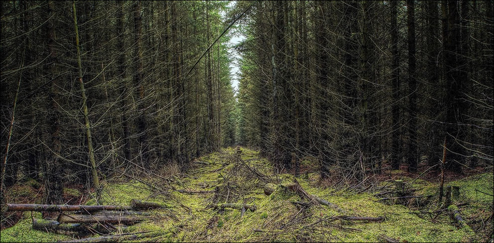 Пугающий лес