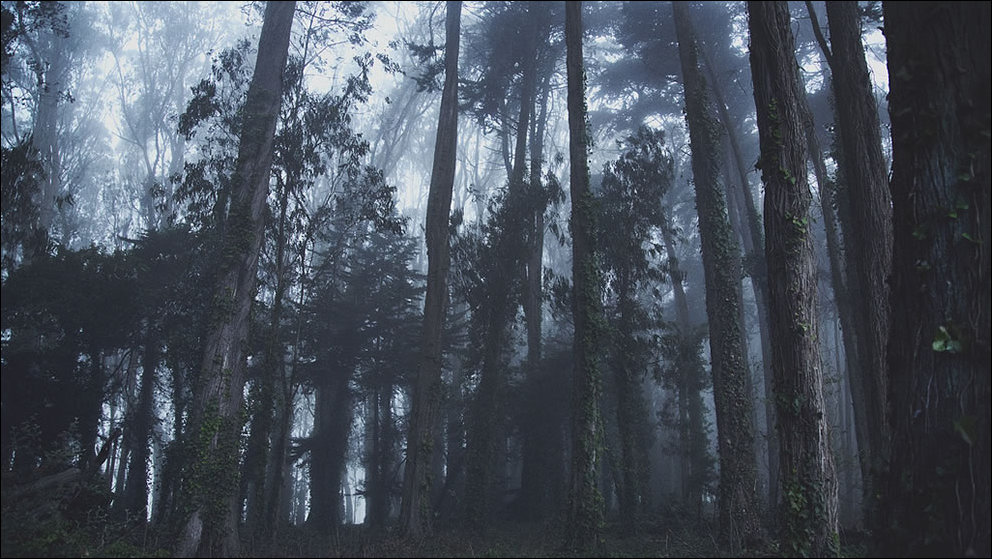 Пугающий лес