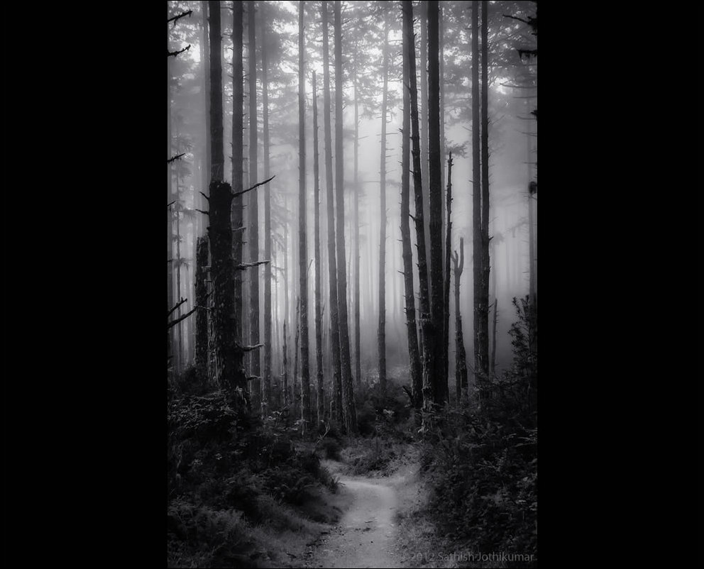 Пугающий лес