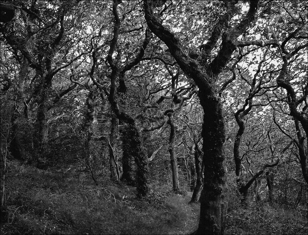 Пугающий лес