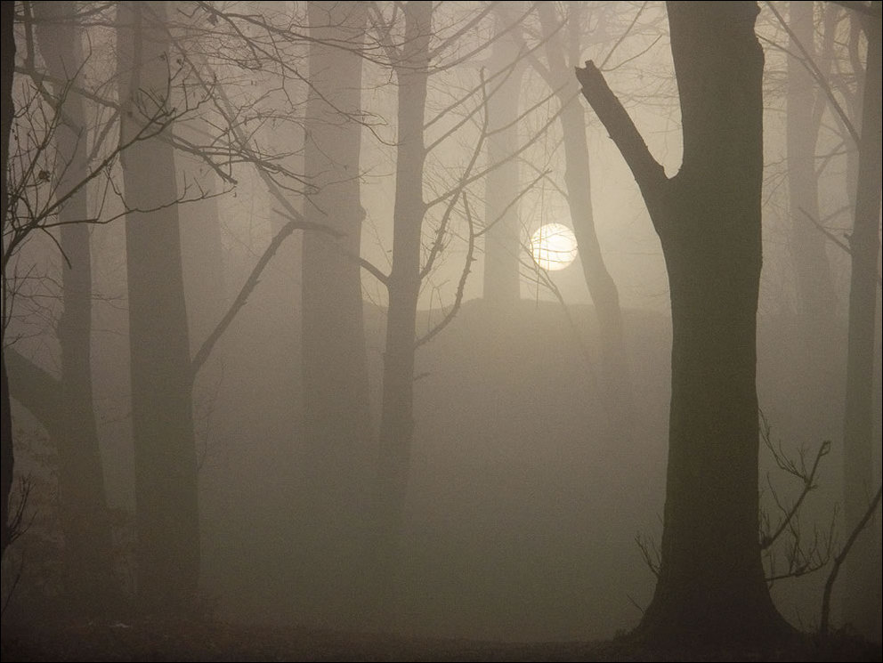 Пугающий лес