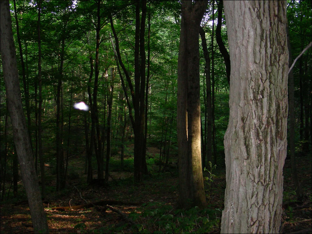 Пугающий лес