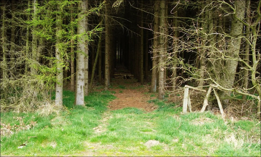 Пугающий лес