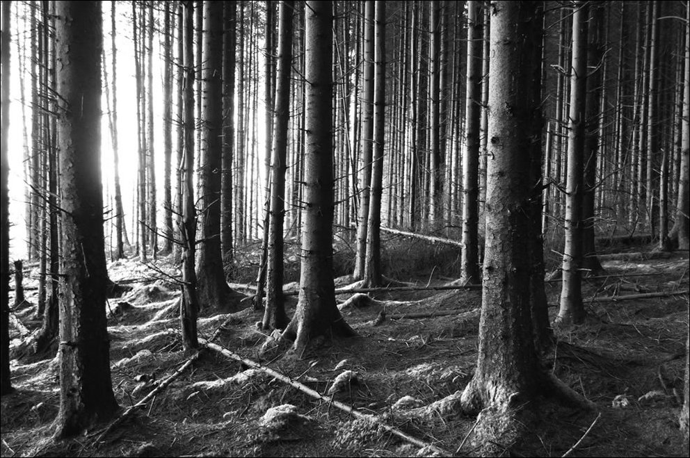 Пугающий лес