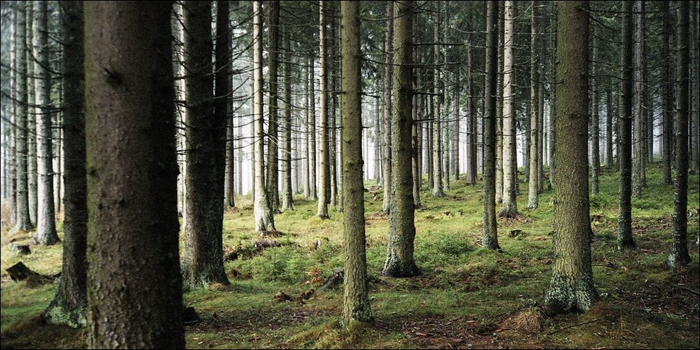 Пугающий лес