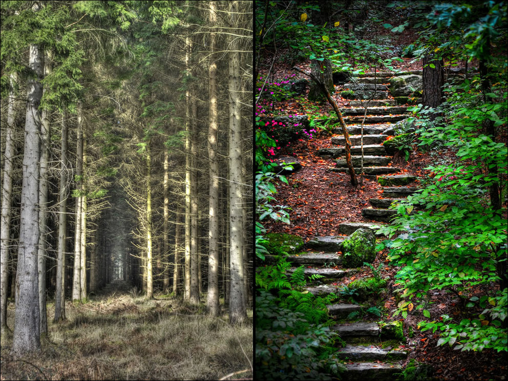 Пугающий лес