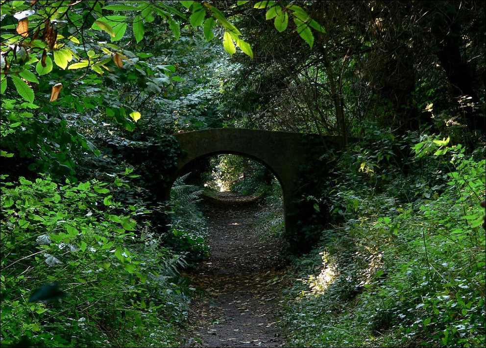 Пугающий лес