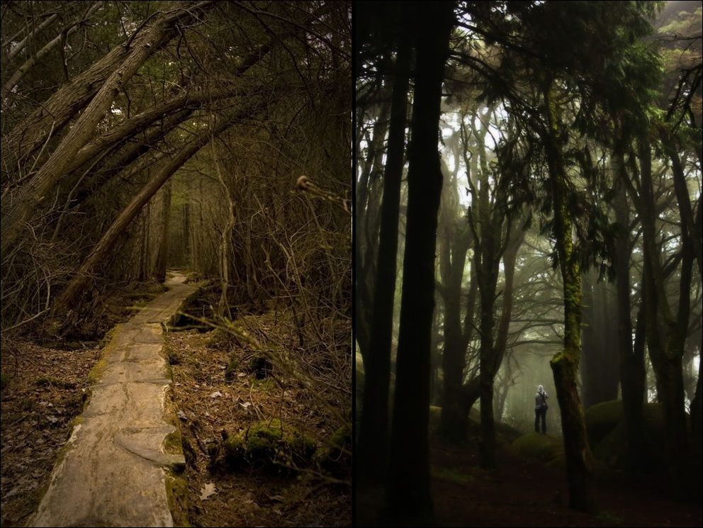 Пугающий лес